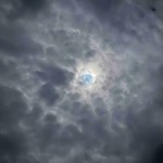 Actualités semences